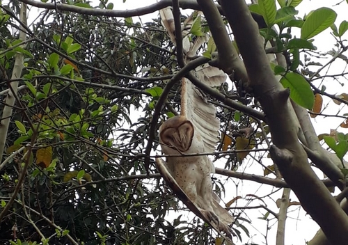 Coruja resgatada estava com asa presa por linha de pipa