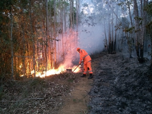 Queimadas estão destruindo habitat natural dos animais
