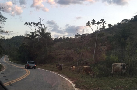 Presença de animais na pista e às margens da estrada é corriqueira