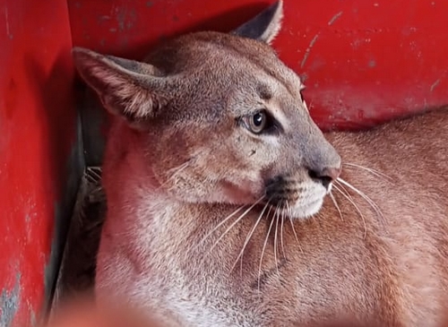 Felino de porte adulto, pesa cerca de 50 kg