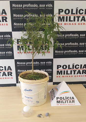 Planta apreendida na operação