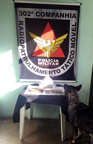 Cão farejador auxiliou os policiais na operação