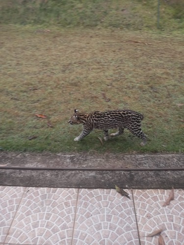Animal estava preso no sítio