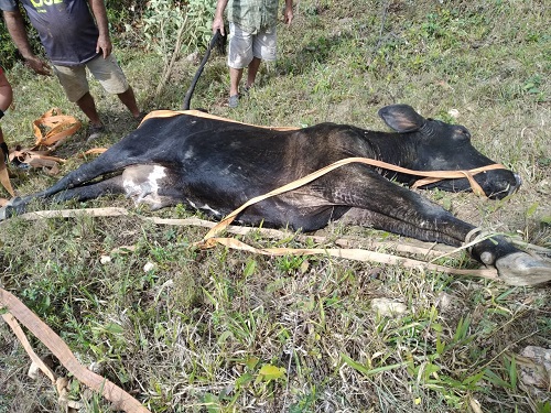 Animal foi resgatado