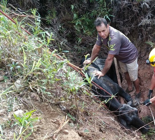 Vaca estava dentro da vala