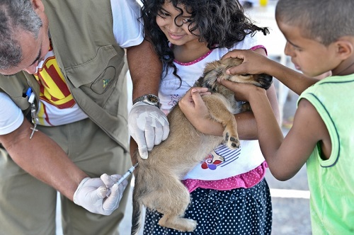 Vacinação acontece no sábado. Animais prenhas ou doentes não podem receber o imunizantew