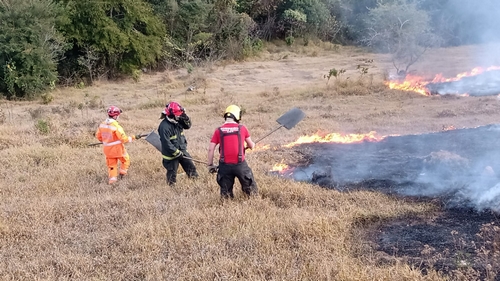 Fogo também atingiu vegetação