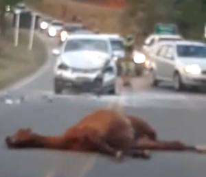 Acidente com cavalo na MG 482 em 2021/Arquivo
