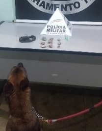 Cão farejador auxiliou no encontro dos entorpecentes