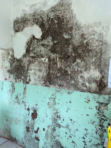 Mofo chama a atenção na parede do local