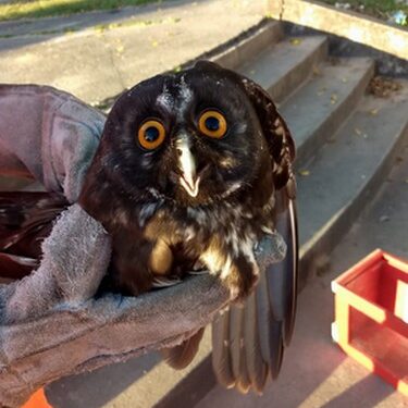 Bombeiros socorrem coruja presa em linha de pipa