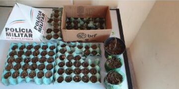 Homem compra casa e encontra plantação de maconha no quintal