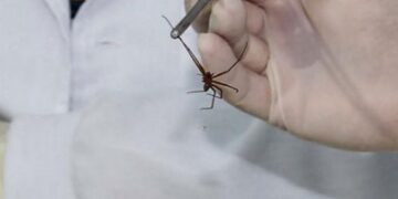 Bombeiros socorrem  bebê picada por aranha