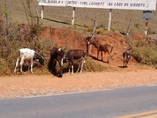 Animais soltos levam insegurança também a bairros de Lafaiete