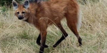 Veterinários procuram por Lobo-Guará visto ferido em Lafaiete