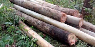 Homens são flagrados roubando eucalipto em área da Gerdau