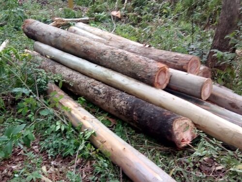 Homens são flagrados roubando eucalipto em área da Gerdau