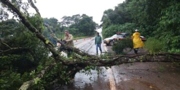 Árvore que caiu na MG 129 já está sendo retirada da pista