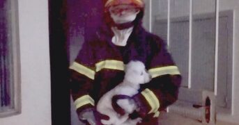 Bombeiros combatem incêndio em residência e salvam cães