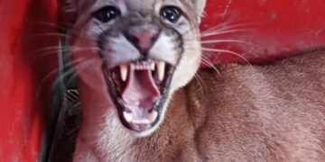 Onça é capturada em quintal de uma casa em Congonhas