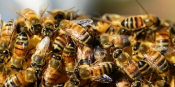 Abelhas atacam populares. Umas das vítimas corre risco de morte