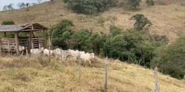 Policia recupera gado furtado em Lafaiete e prende suspeitos