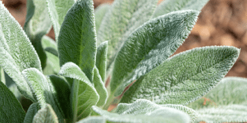 Você sabe o que são PANCs? Descubra as plantinhas que também são alimentos e você não sabia