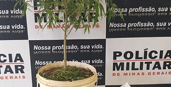 Menor é apreendido suspeito de receptação de veículo roubado, consumo e cultivo de drogas