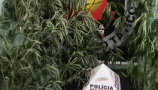Homem é preso retirando pés de maconha de lote vago