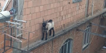 Bombeiros resgatam cabrito preso em beiral de laje