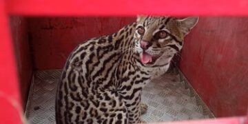 Jaguatirica é capturada dentro de sítio