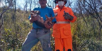 Cão que ficou três dias em buraco é resgatado