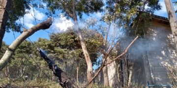 Incêndio em vegetação que ameaçava fábrica de laticínios é controlado