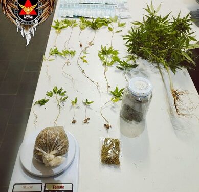 Dupla é presa com 16 pés de maconha