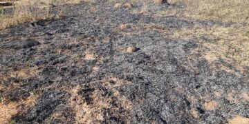 Homem é preso suspeito de incendiar vegetação
