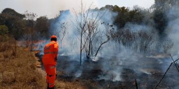 Incêndio criminoso às margens de rodovia