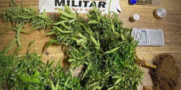Irmãos são presos suspeitos de cultivar maconha