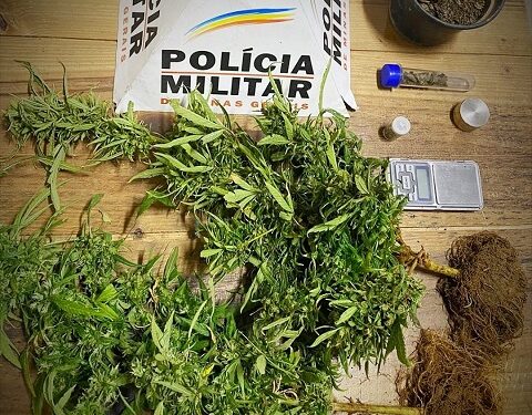 Irmãos são presos suspeitos de cultivar maconha