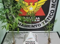 Mulher é presa suspeita de cultivar pés de maconha