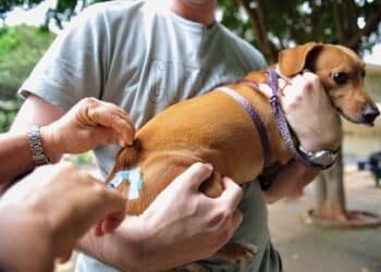 Lafaiete começa vacinação contra raiva animal ainda em agosto