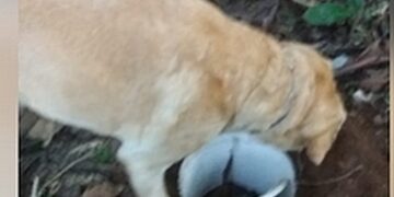 Cão farejador da PM encontra grande quantidade droga enterrada