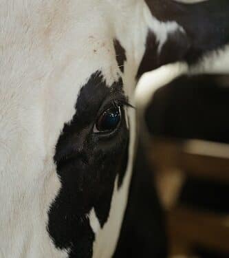 Caso de raiva bovina é registrado em Carandaí