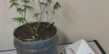 Polícia apreende pé de maconha plantado em vaso