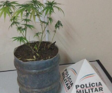 Polícia apreende pé de maconha plantado em vaso