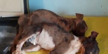 Filhotes de cães são mortos a pauladas em Lafaiete
