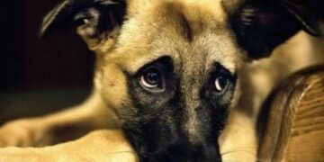 Mulher é suspeita de exercício ilegal de medicina veterinária em Lafaiete