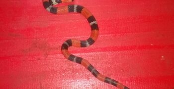 Cobra é encontrada em sala de consulta de UBS