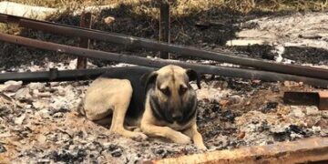 Covardia: Casinhas de cães comunitários são incendiadas