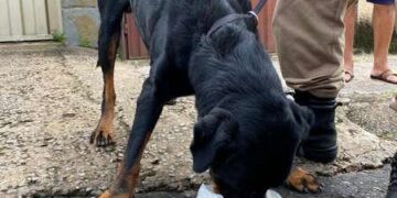 Animal maltratado é resgatado em parceria de ONG com PM