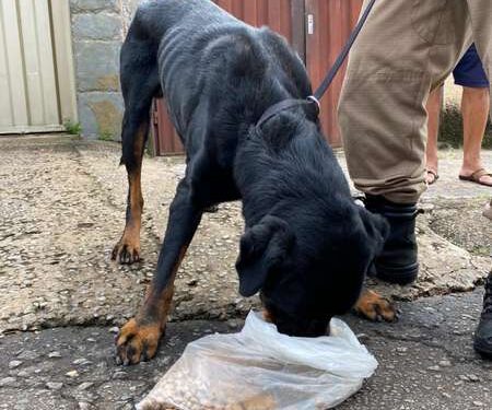 Animal maltratado é resgatado em parceria de ONG com PM